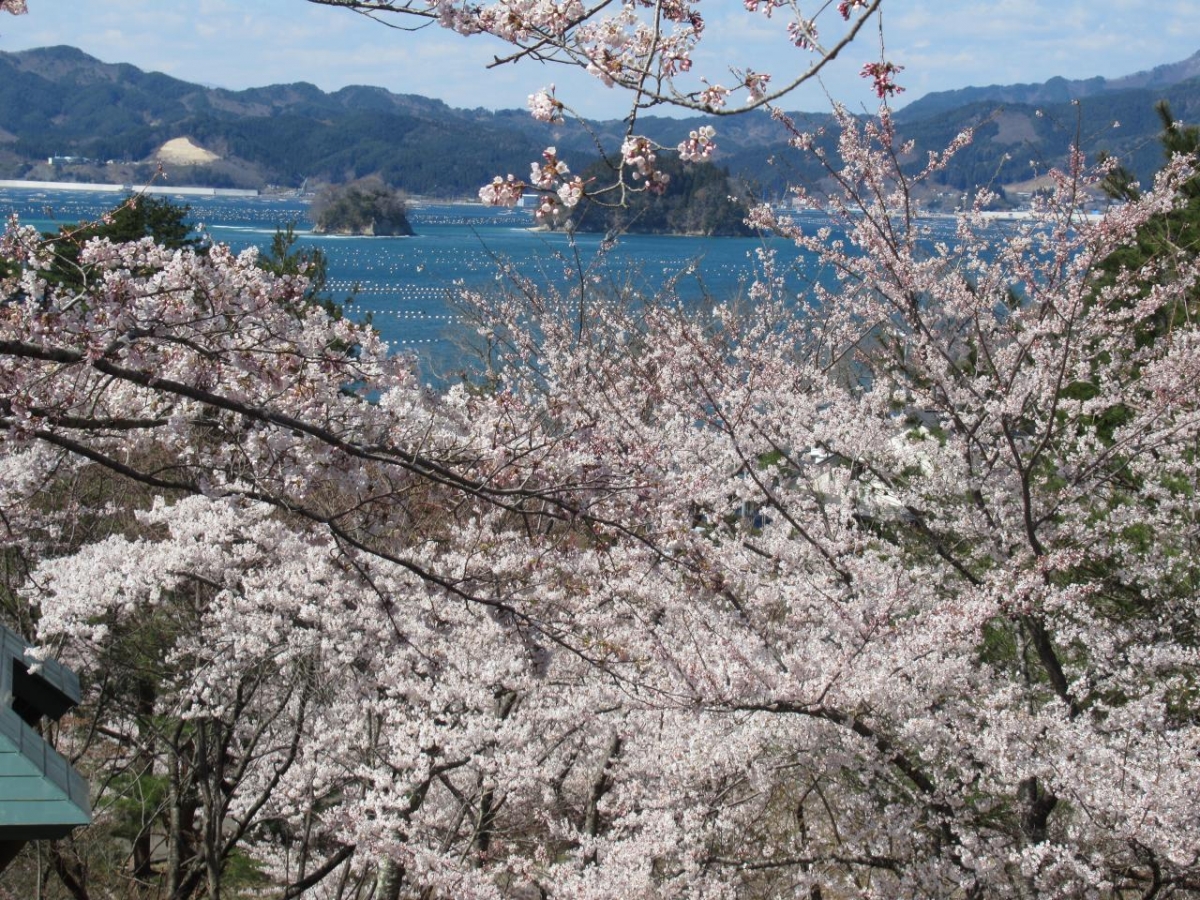 レア 岩国基地 2017 桜 SAKURA ロケット桜 / Rocket Sakura | 肝付町