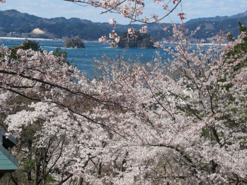 レア 岩国基地 2017 桜 SAKURA 6d6f7c146b0b934d23026f5569332c