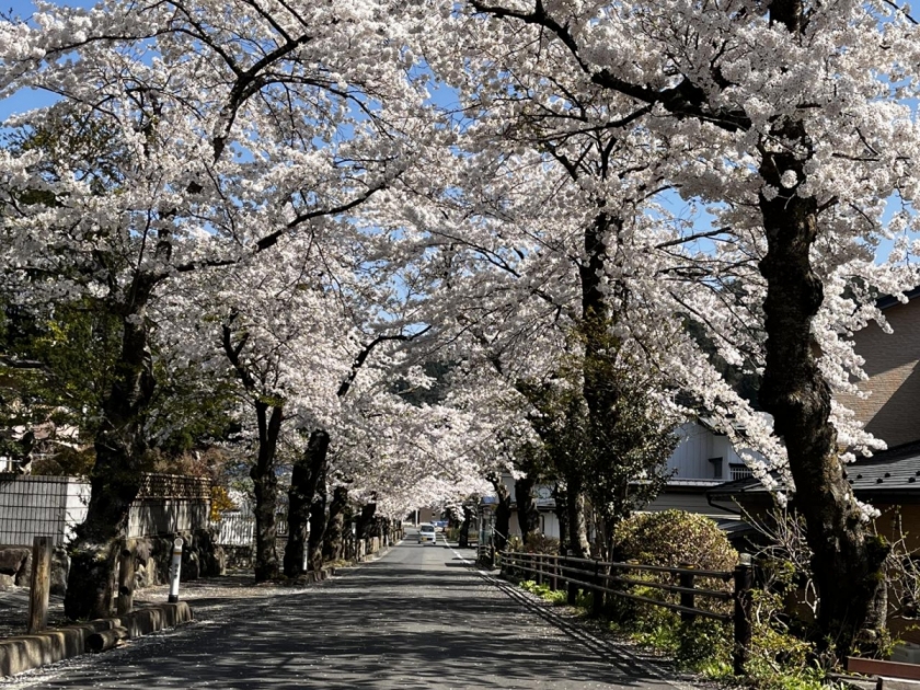 唐丹町本郷の桜並木 ＜釜石市＞ | さんりく旅しるべ 〜いわて三陸観光