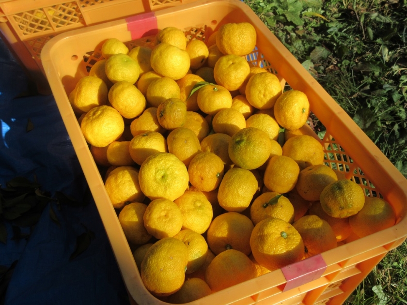 番外編】北限のゆず狩り体験＜陸前高田市＞ | さんりく旅しるべ