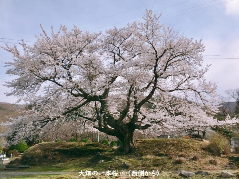 三陸さくら情報 ☆ 名所レポート（釜石市） | さんりく旅しるべ