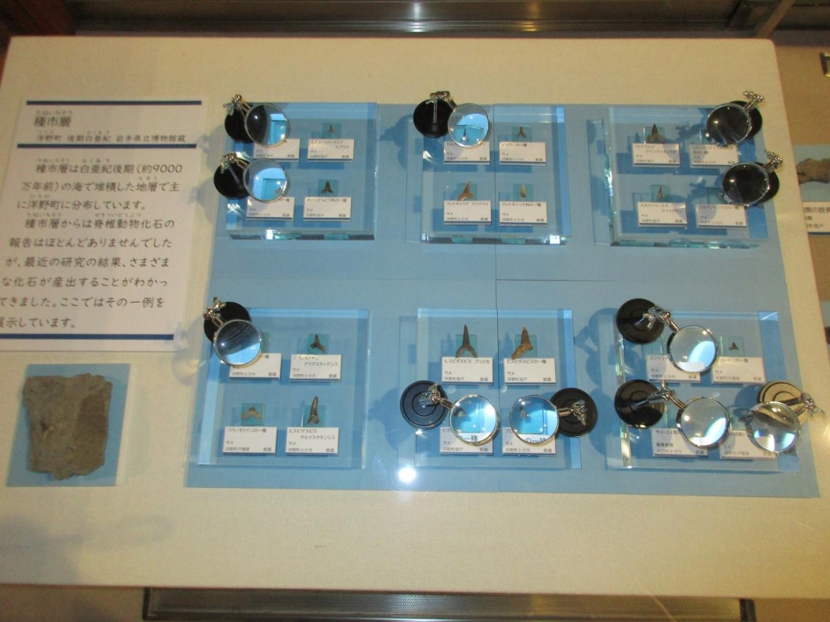 岩手県立博物館特別展示「みる！しる！わかる！三陸再発見」取材