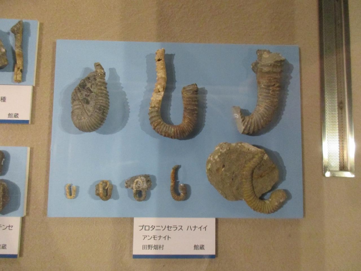 日本で最初に発見された恐竜の化石がみられる「岩手県立博物館